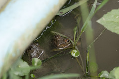 Limnonectes megastomias