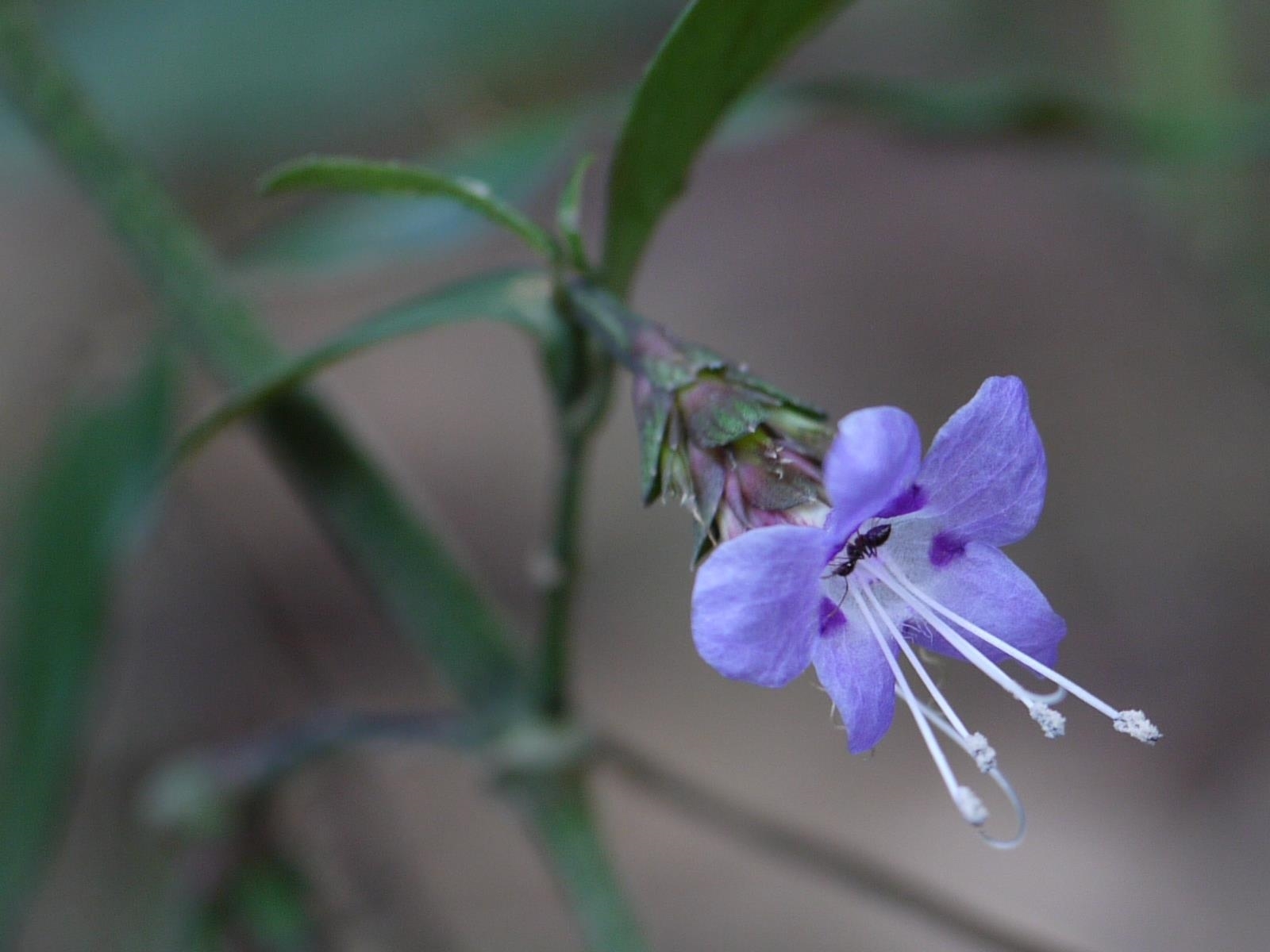 Strobilanthes ciliata Nees