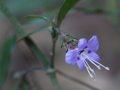 Strobilanthes ciliata