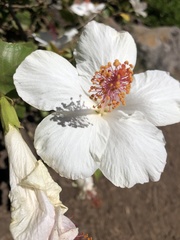 Hibiscus arnottianus