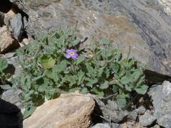 Jamesbrittenia primuliflora