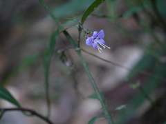 Strobilanthes ciliata