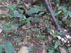 Strobilanthes ciliata