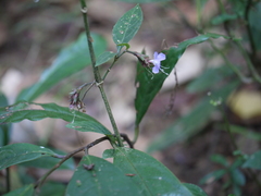 Strobilanthes ciliata