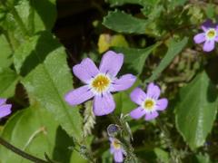 Jamesbrittenia primuliflora
