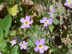 Jamesbrittenia primuliflora