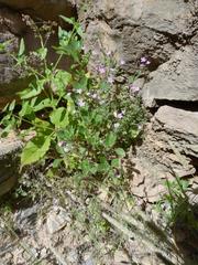 Jamesbrittenia primuliflora