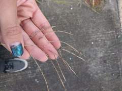 Dichanthium annulatum annulatum