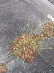 Dichanthium annulatum annulatum
