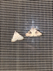 Hemeroplanis incusalis