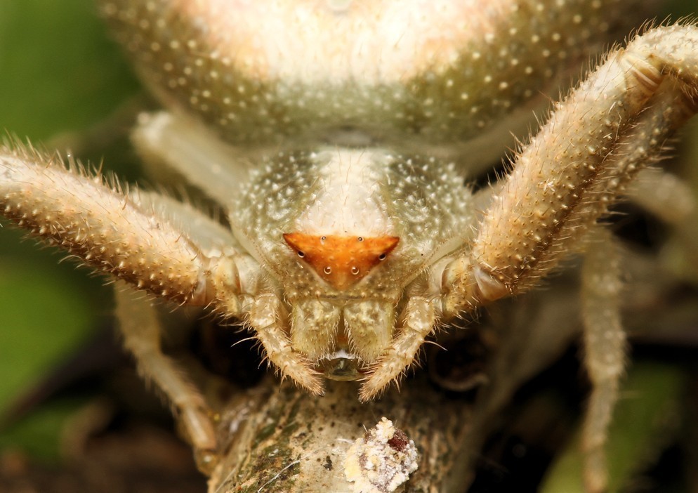 Thomisus granulatus