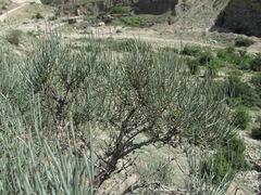 Ephedra procera