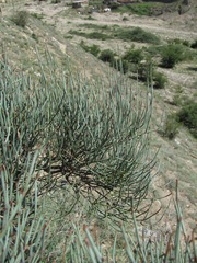 Ephedra procera