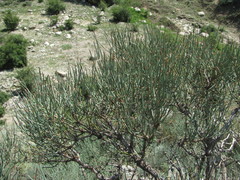 Ephedra procera