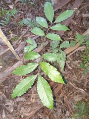 Alectryon subcinereus