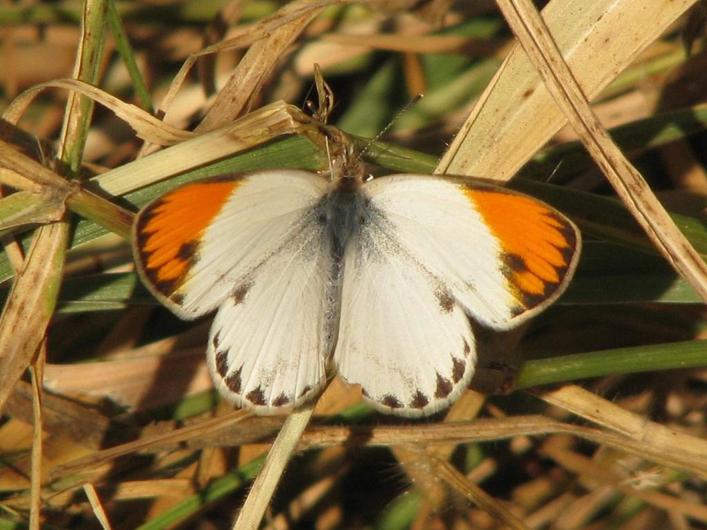 Desert Orange-tip