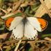 Small Orange Tip - Photo (c) Brian du Preez, some rights reserved (CC BY-SA), uploaded by Brian du Preez
