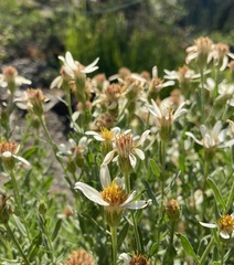 Eucephalus paucicapitatus