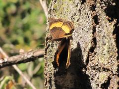 Junonia elgiva
