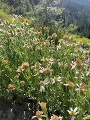 Eucephalus paucicapitatus