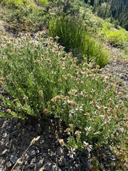 Eucephalus paucicapitatus