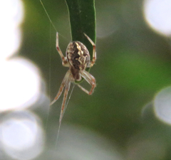Neoscona theisi