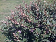 Tarchonanthus littoralis