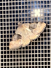 Hemeroplanis incusalis