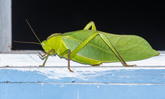Steirodon dentatum