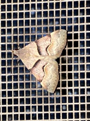 Hemeroplanis incusalis