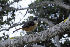 Laniarius ferrugineus ferrugineus
