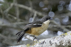 Laniarius ferrugineus ferrugineus