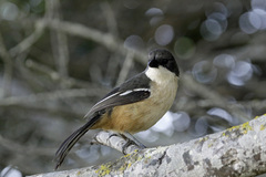 Laniarius ferrugineus ferrugineus