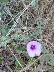 Convolvulus althaeoides althaeoides