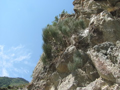 Ephedra procera