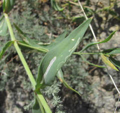 Gypsophila acutifolia