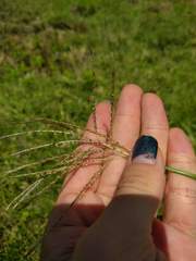Dichanthium annulatum annulatum