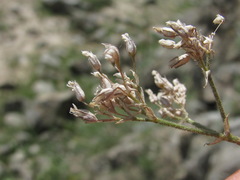 Gypsophila acutifolia