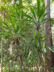 Cordyline petiolaris