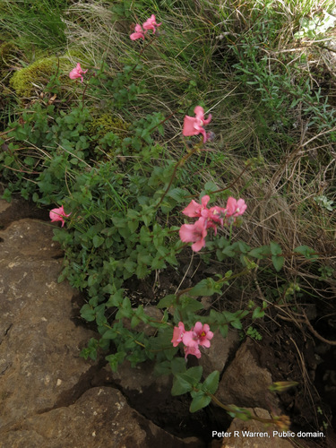 Upturned Twinspur (Diascia anastrepta)