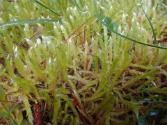 Brachythecium frigidum