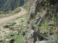 Gypsophila acutifolia