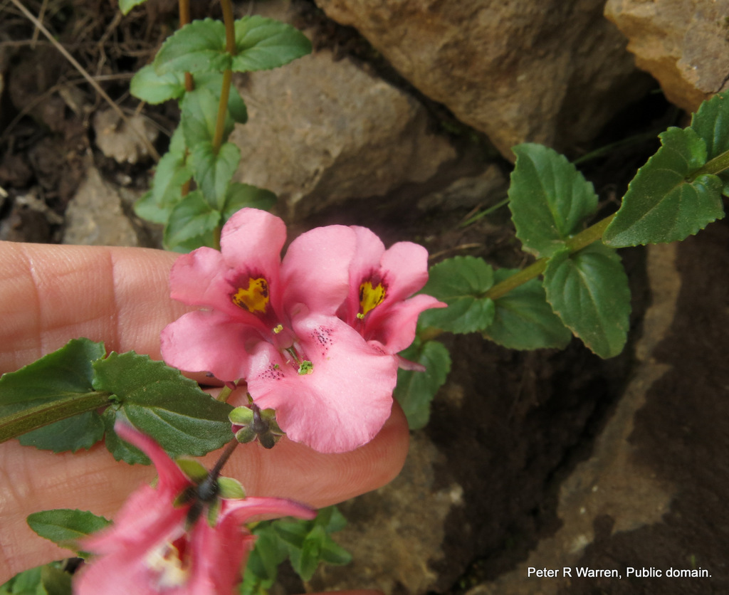 Diascia anastrepta; photograph author not stated, no rights reserved
