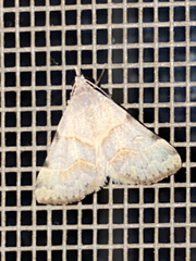 Hemeroplanis incusalis