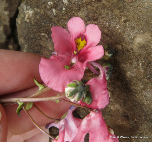 Diascia anastrepta, photograph 2