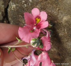 Diascia anastrepta, photograph author not stated, no rights reserved