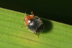 Scymnus rubromaculatus