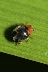 Scymnus rubromaculatus