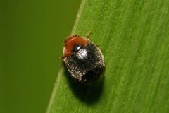 Scymnus rubromaculatus