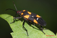 Oncopeltus famelicus